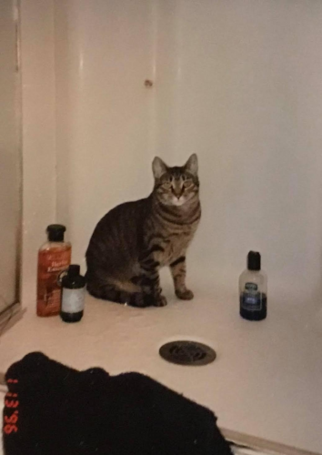 Stacey Stanton's cat in the bathroom