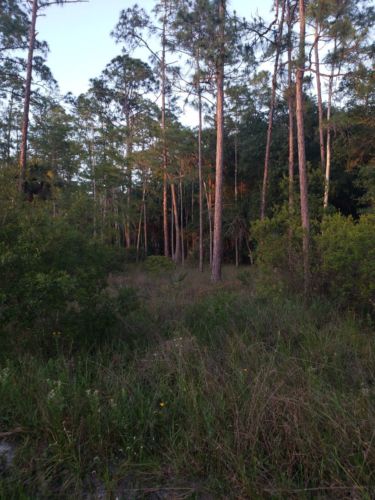marshy woods in Florida