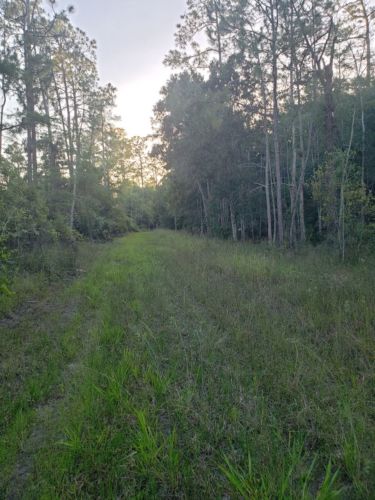 marshy woods in Florida