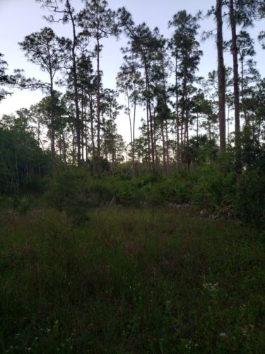 marshy woods in Florida